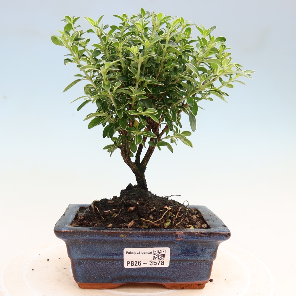 Zimmerbonsai - Serissa foetida Variegata - Baum der Tausend Sterne