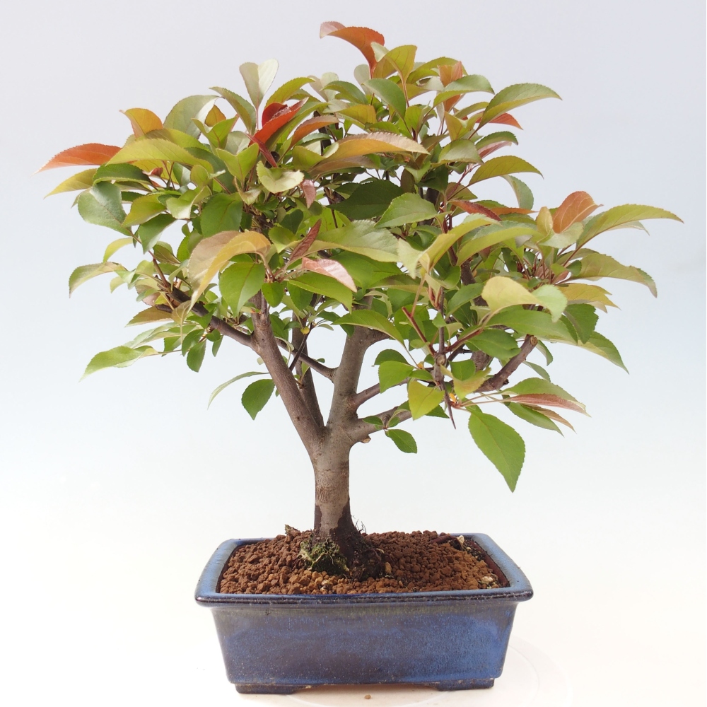 Freilandbonsai - Malus Domestica - Kleinfruchtiger rotblättriger Apfelbaum