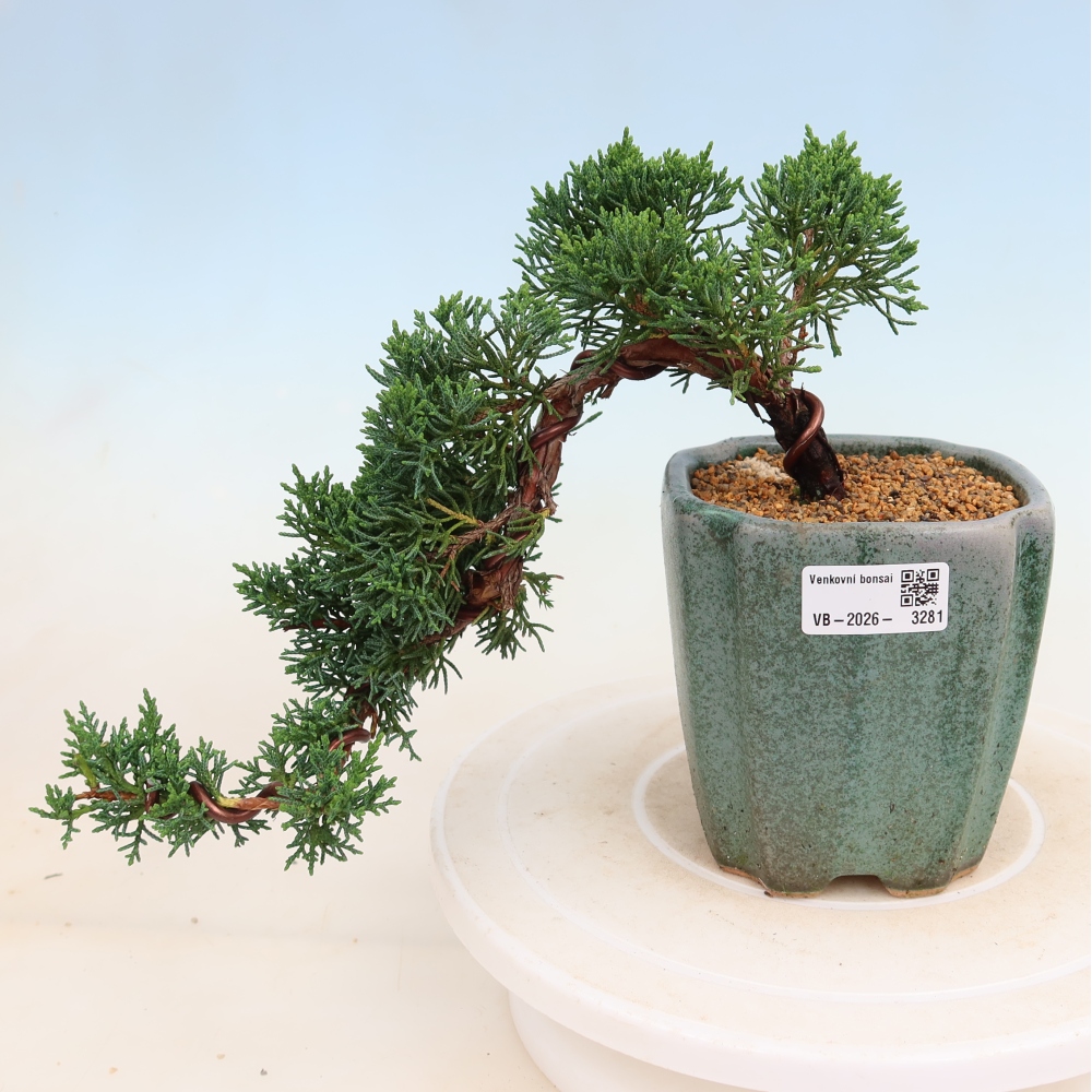 Bonsai für draußen - Juniperus chinensis Kishu