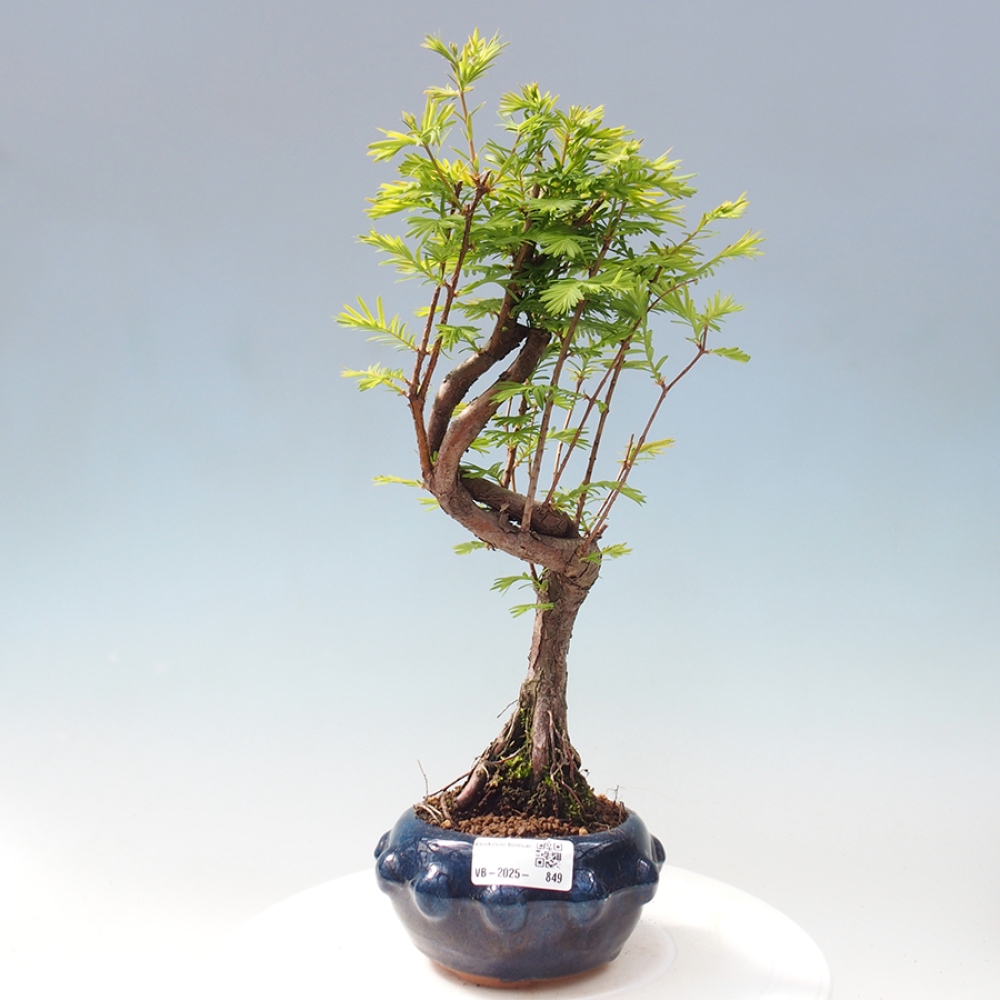 Bonsai im Freien - Metasequoia glyptostroboides - Chinesischer Metasequoia