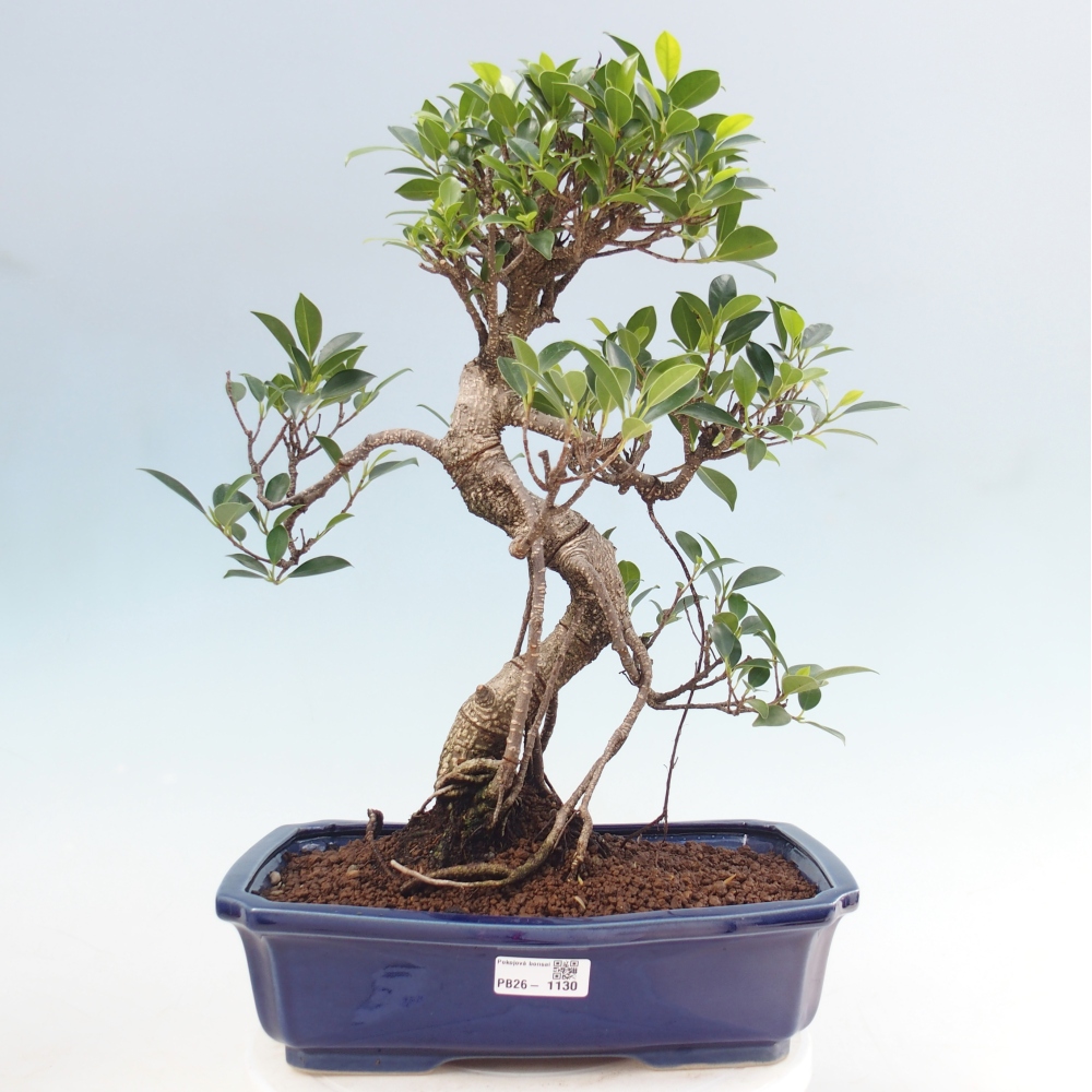 Zimmerbonsai - Ficus kimmen - Kleinblättriger Ficus
