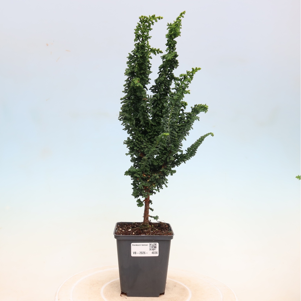 Bonsai für draußen - Cham. obtusa SEKKA HINOKI - Zypresse