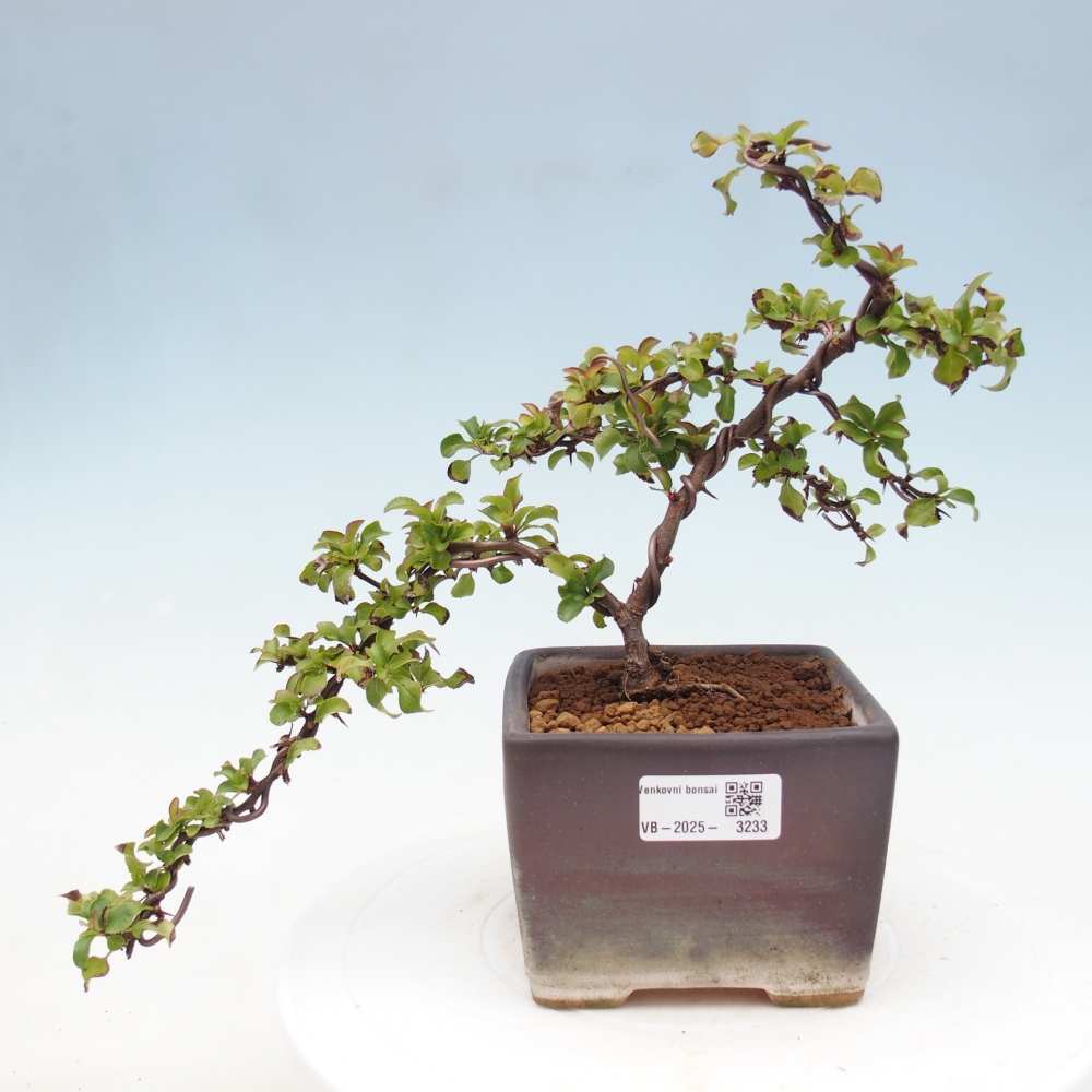 Außen Bonsai - Chaenomeles mit Red Joy -. Quitte
