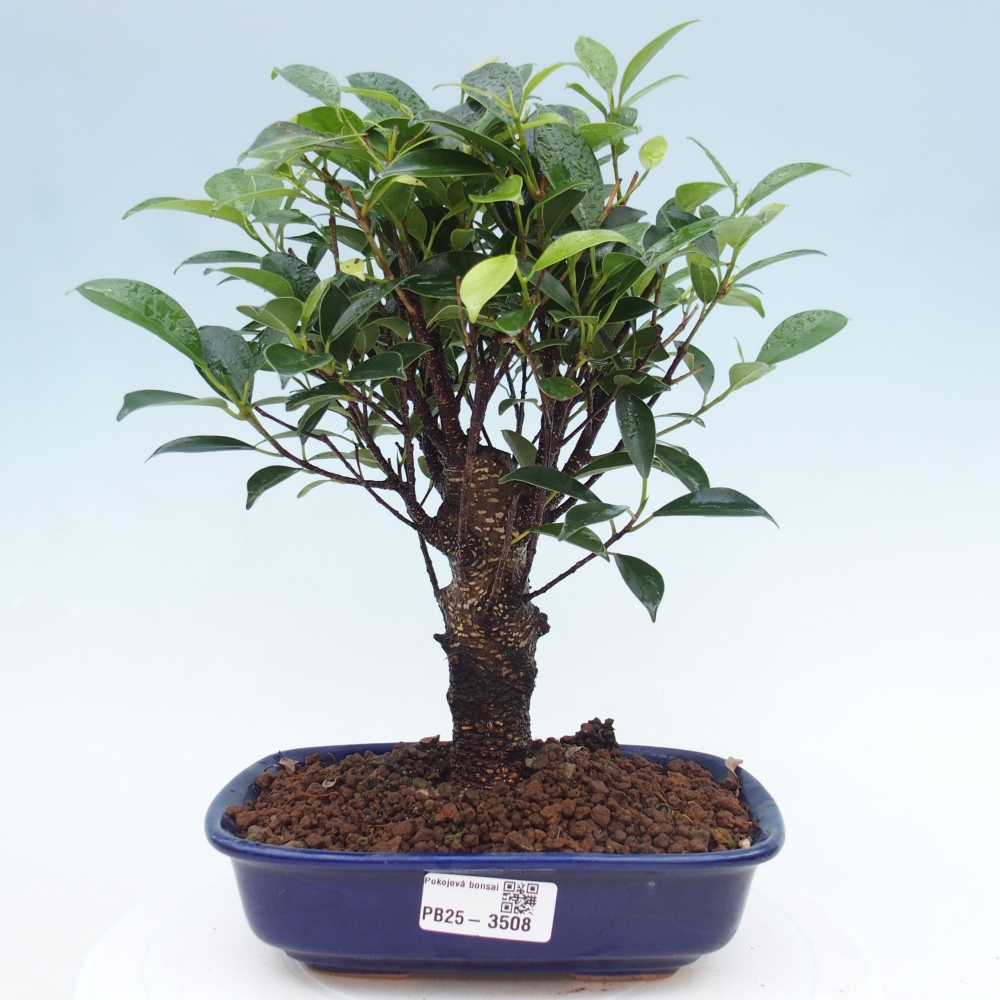 Zimmerbonsai - Ficus retusa - Kleinblättriger Ficus