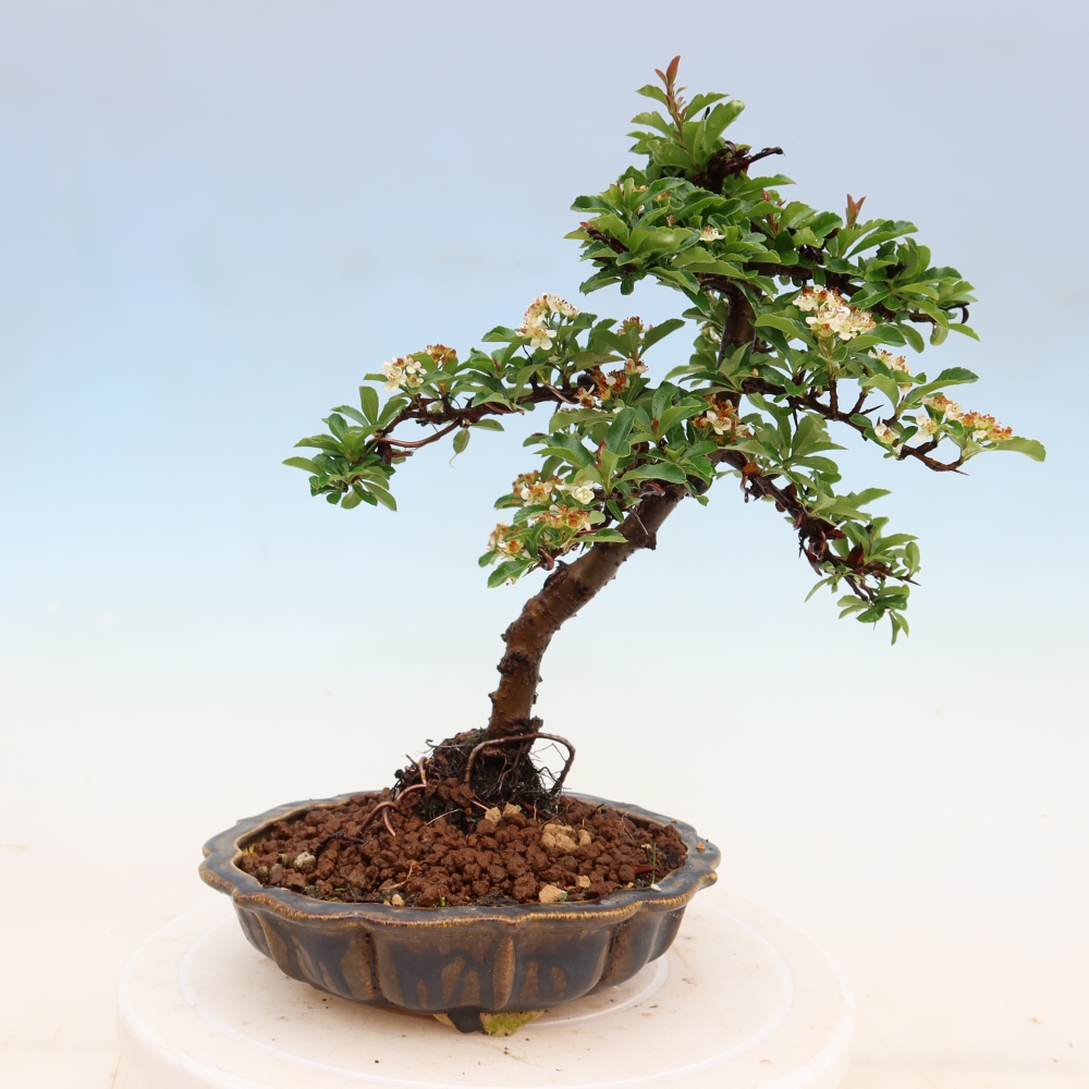 Bonsai für den Außenbereich – Pyracantha teton – Feuerdorn