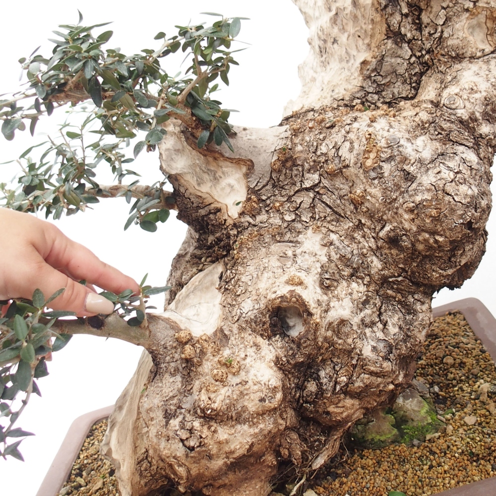 Indoor-Bonsai - Olea europaea sylvestris - Europäisches kleinblättriges Olivenöl
