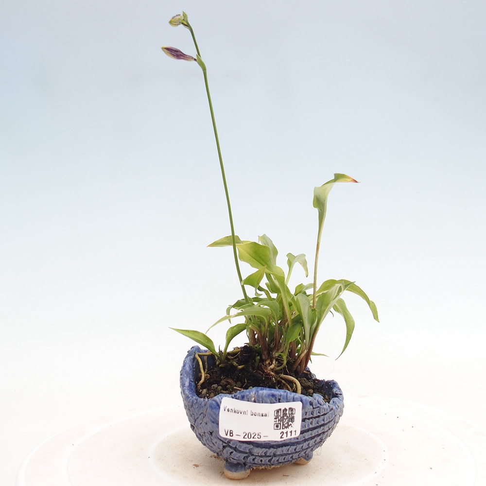 Bonsai im Freien - Mini Hosta - Göttin