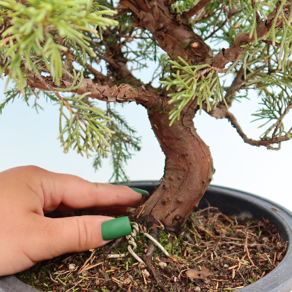 Bonsai für draußen - Juniperus chinensis Itoigawa-Juniperus chinensis