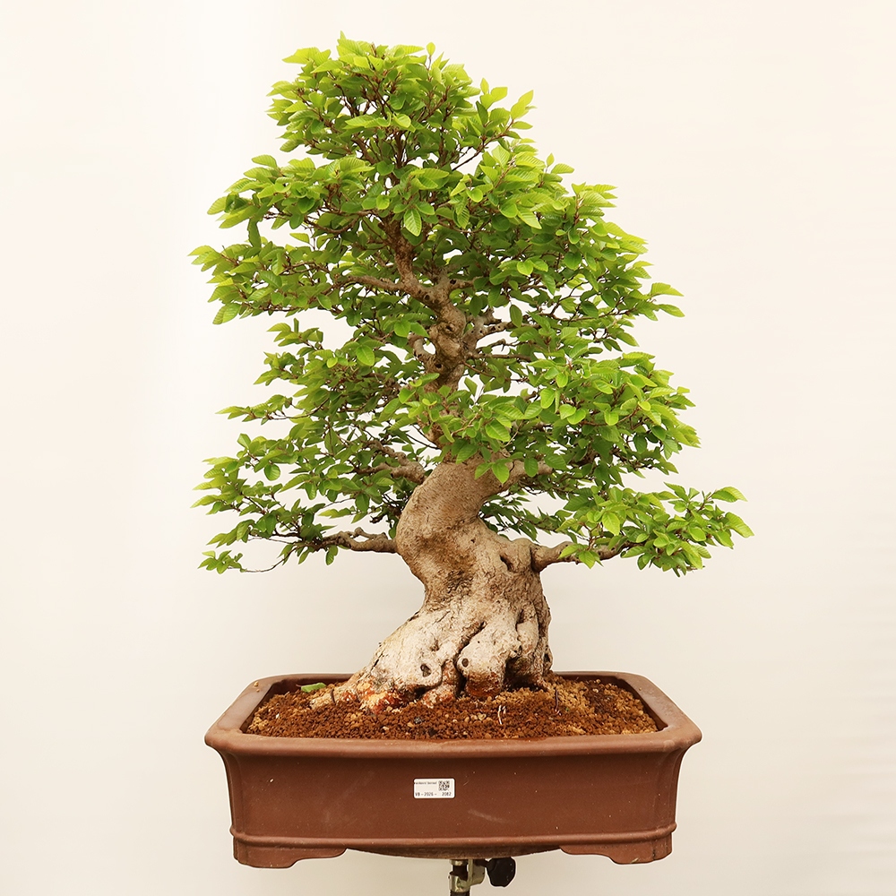 Bonsai im Freien - Carpinus Coreana - Koreanische Hainbuche