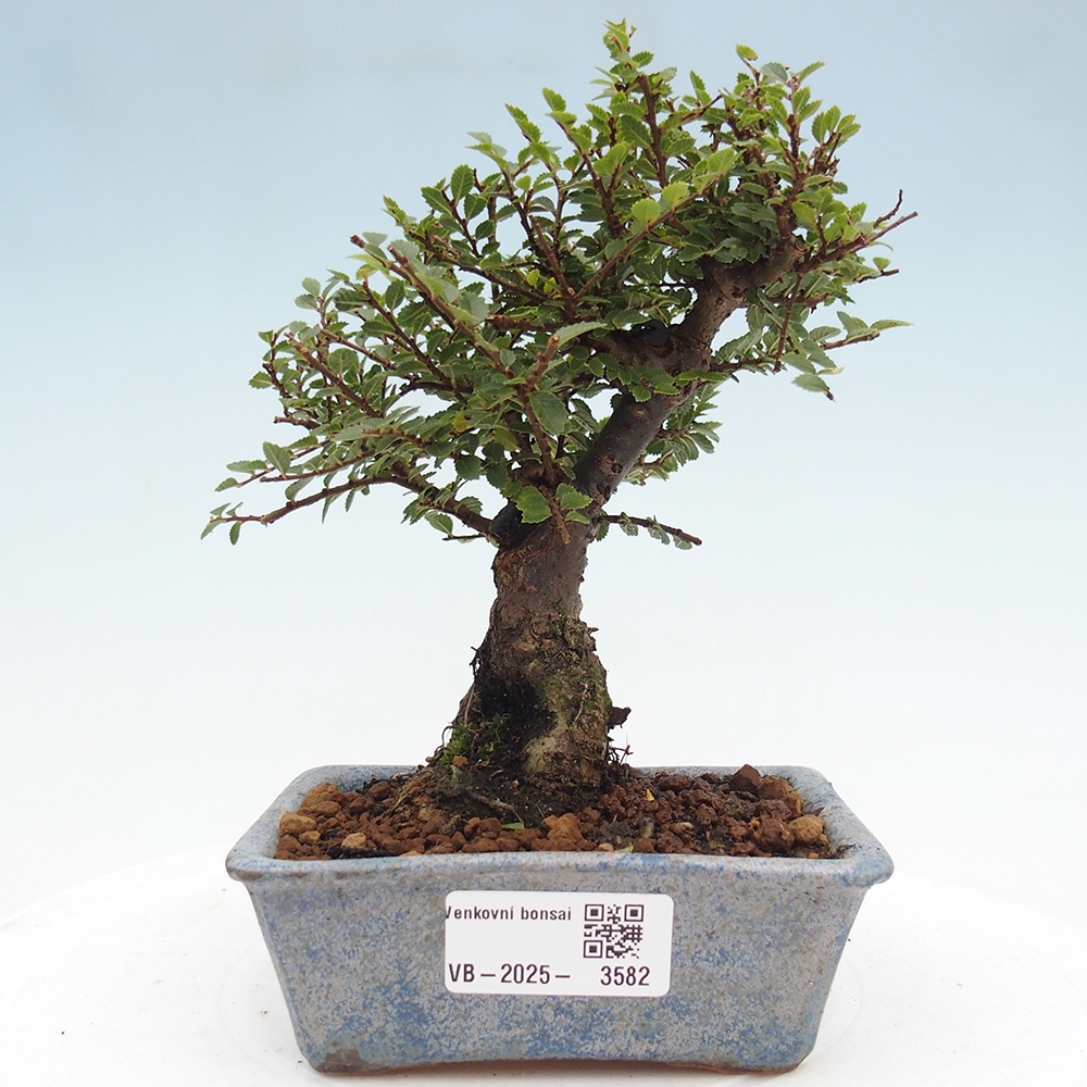 Bonsai im Freien - Ulmus parvifolia Hokkaido - Chinesische Ulme