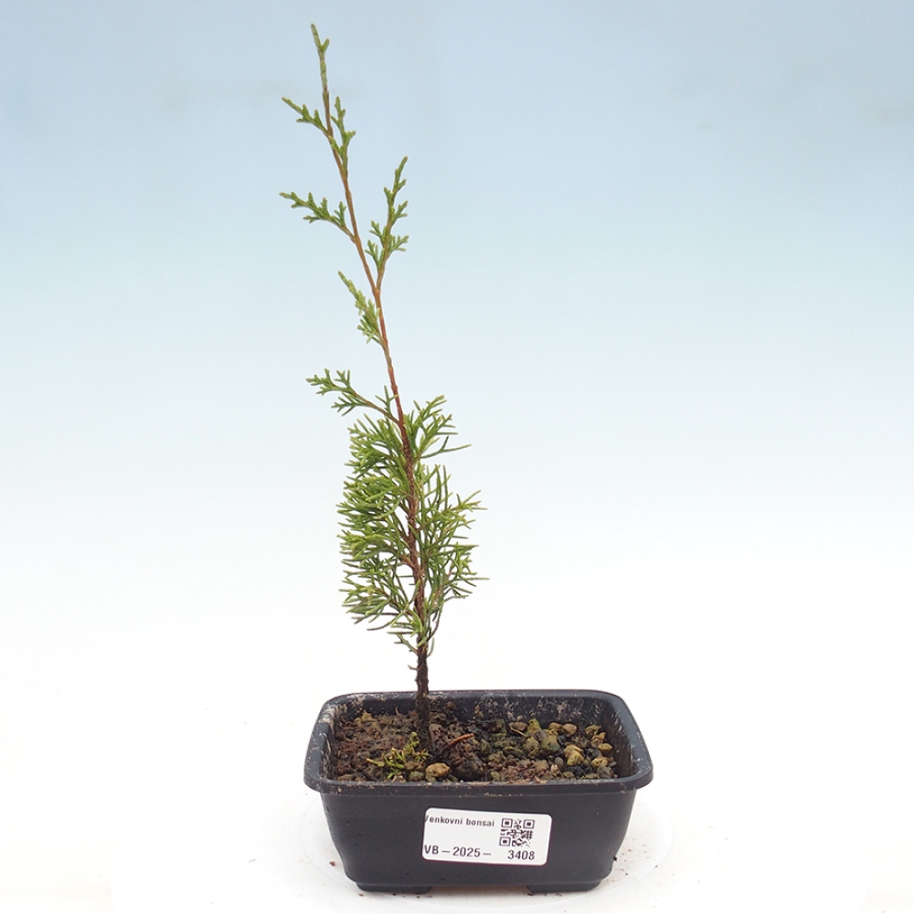 Bonsai für draußen - Juniperus chinensis Itoigawa