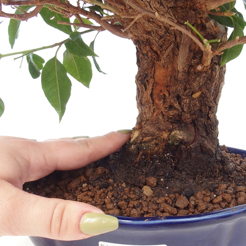 Indoor Bonsai - Bouganwilea