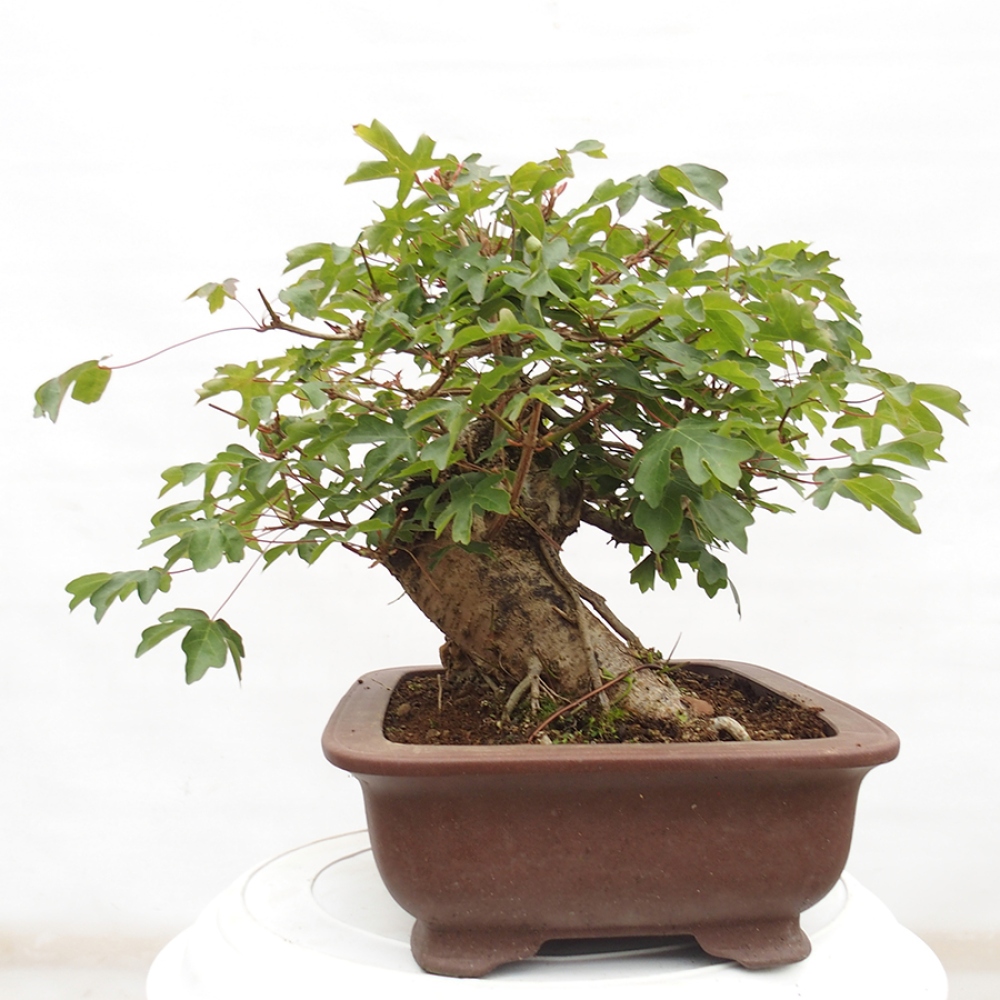 Bonsai im Freien - Baby-Ahorn - Acer campestre