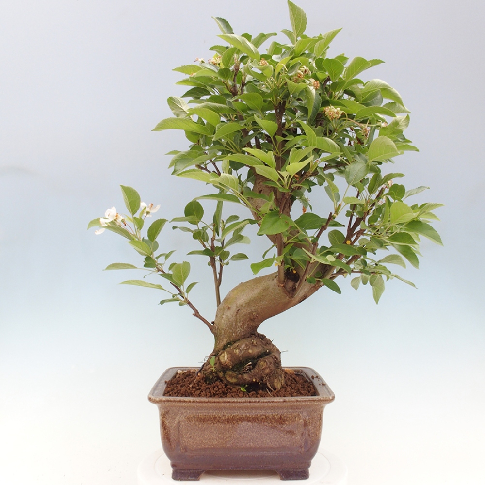 Bonsai im Freien - Malus halliana - Kleinfruchtiger Apfelbaum