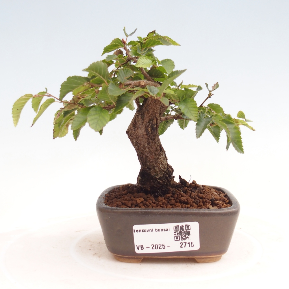 Outdoor-Bonsai -Carpinus CARPINOIDES - Koreanisch Hainbuche