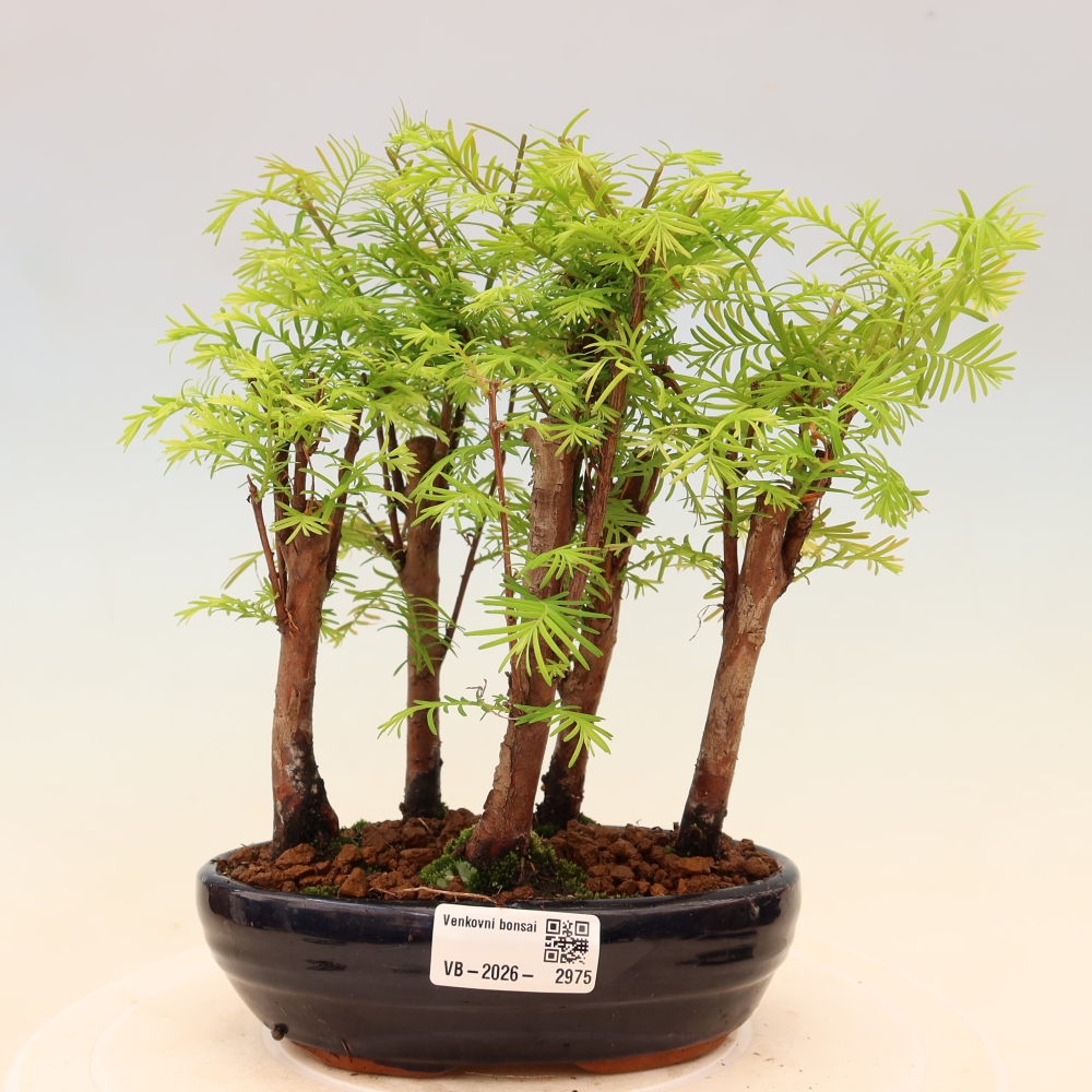 Bonsai für den Außenbereich – Metasequoia glyptostroboides – Chinesische Metasequoia – Wäldchen