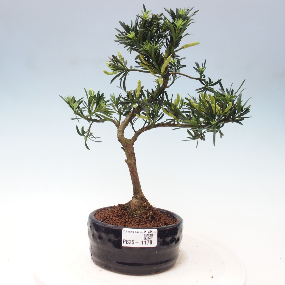 Indoor-Bonsai - Podocarpus - Stein tausend