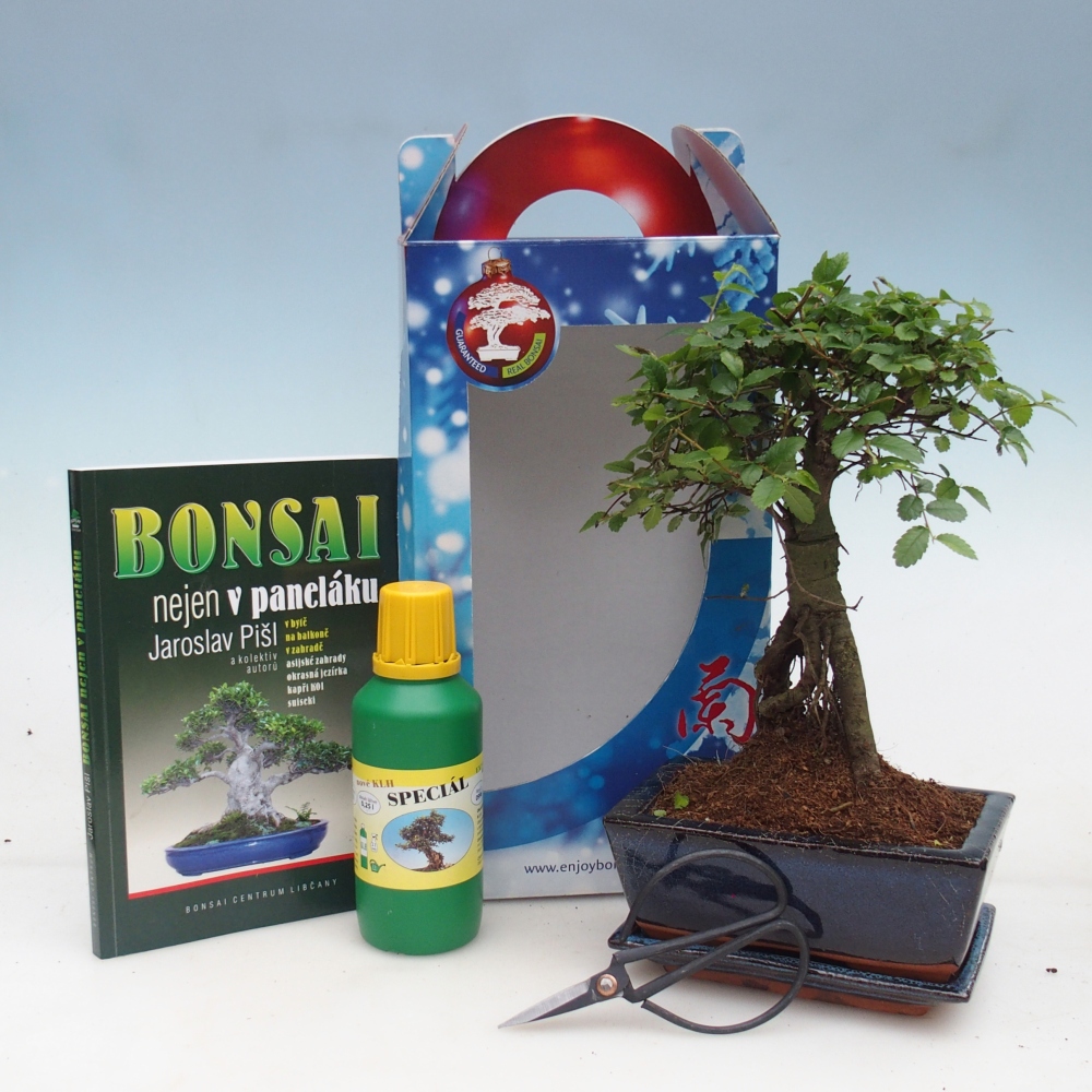 Zimmerbonsai im Geschenkkarton