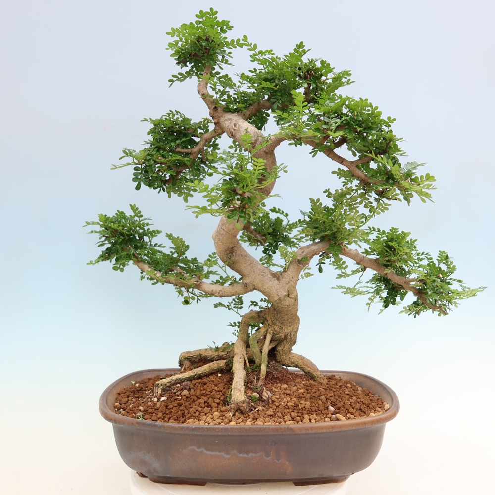 Zimmer Bonsai - Zantoxylum piperitum - Pfefferbaum