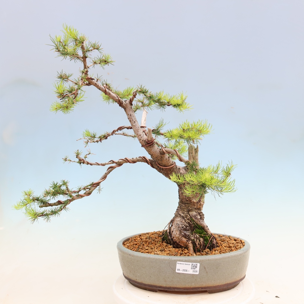 Bonsai für draußen -Larix decidua - Lärche