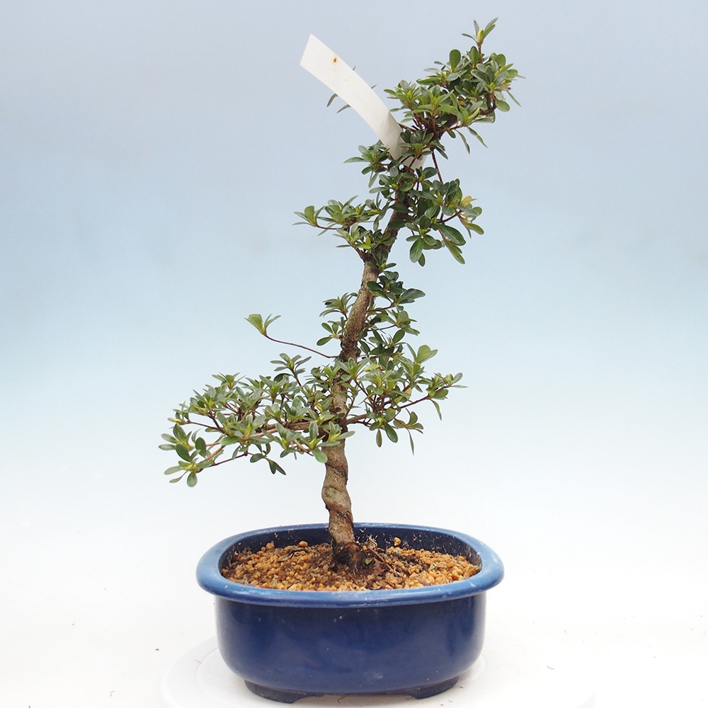 Bonsai für draußen - Japanische Azalee - Azalee Asahi-no-izumi