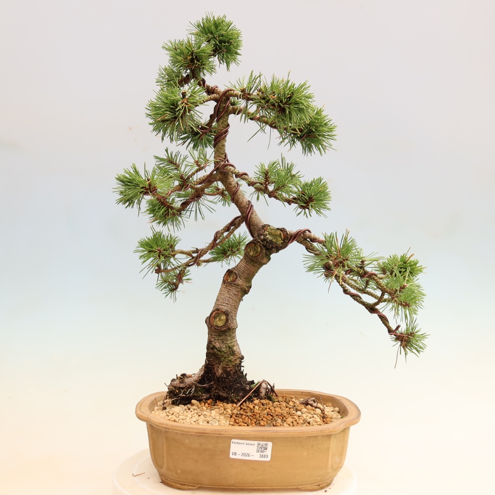 Bonsai für den Außenbereich – Pinus mugo Humpy – Zwergkiefer