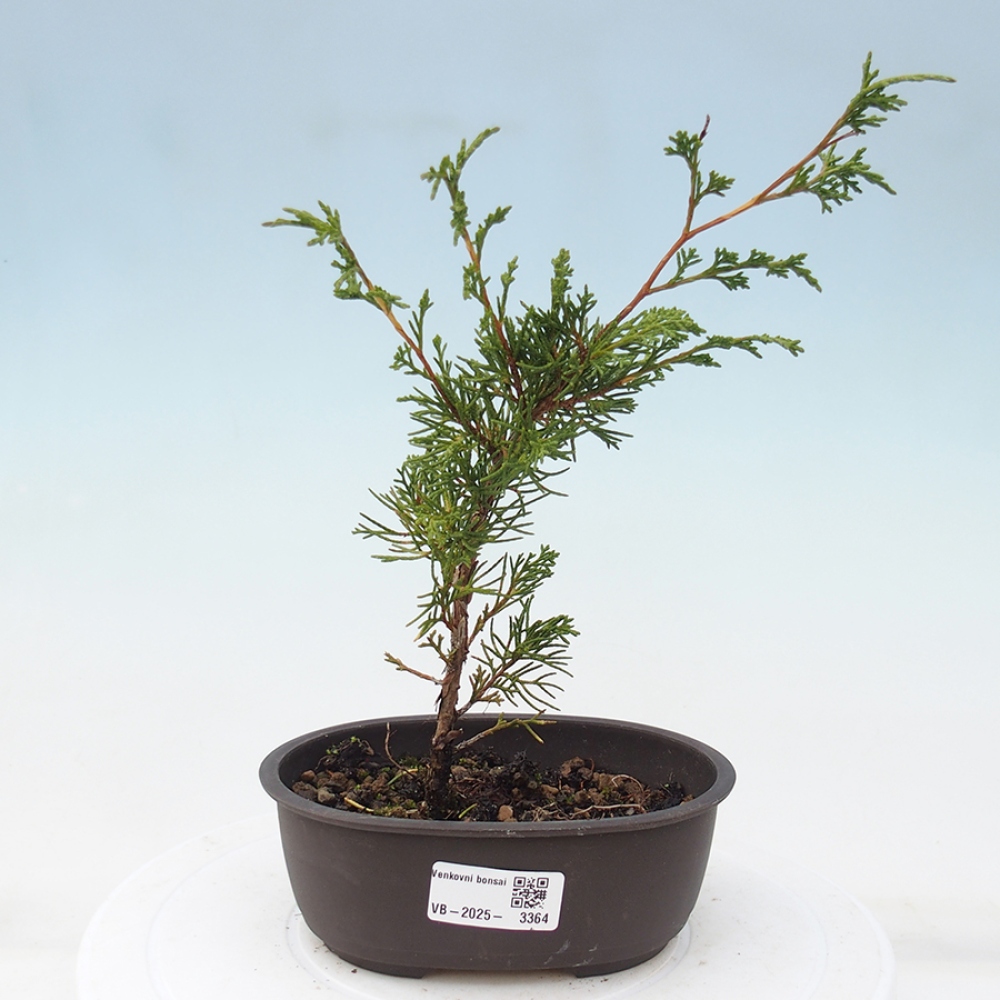 Outdoor bonsai - Juniperus chinensis Itoigawa - Chinese juniper