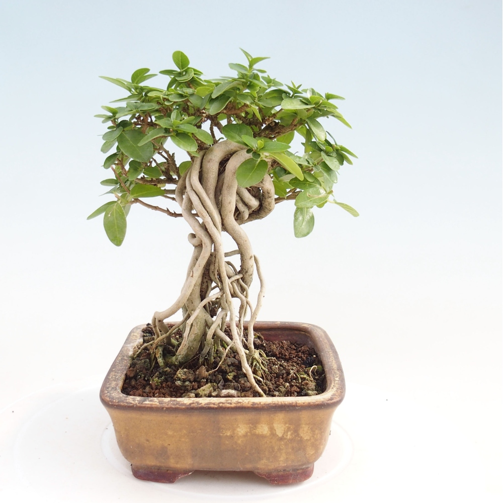 Zimmerbonsai - Premna serratifolia - Kozlovon kleinblättrig