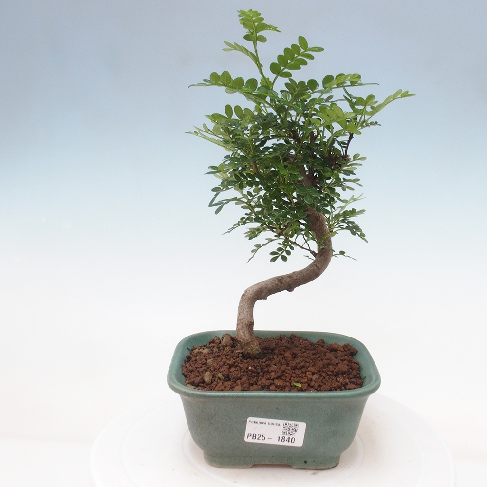 Indoor-Bonsai - Zantoxylum piperitum - Pfefferminze