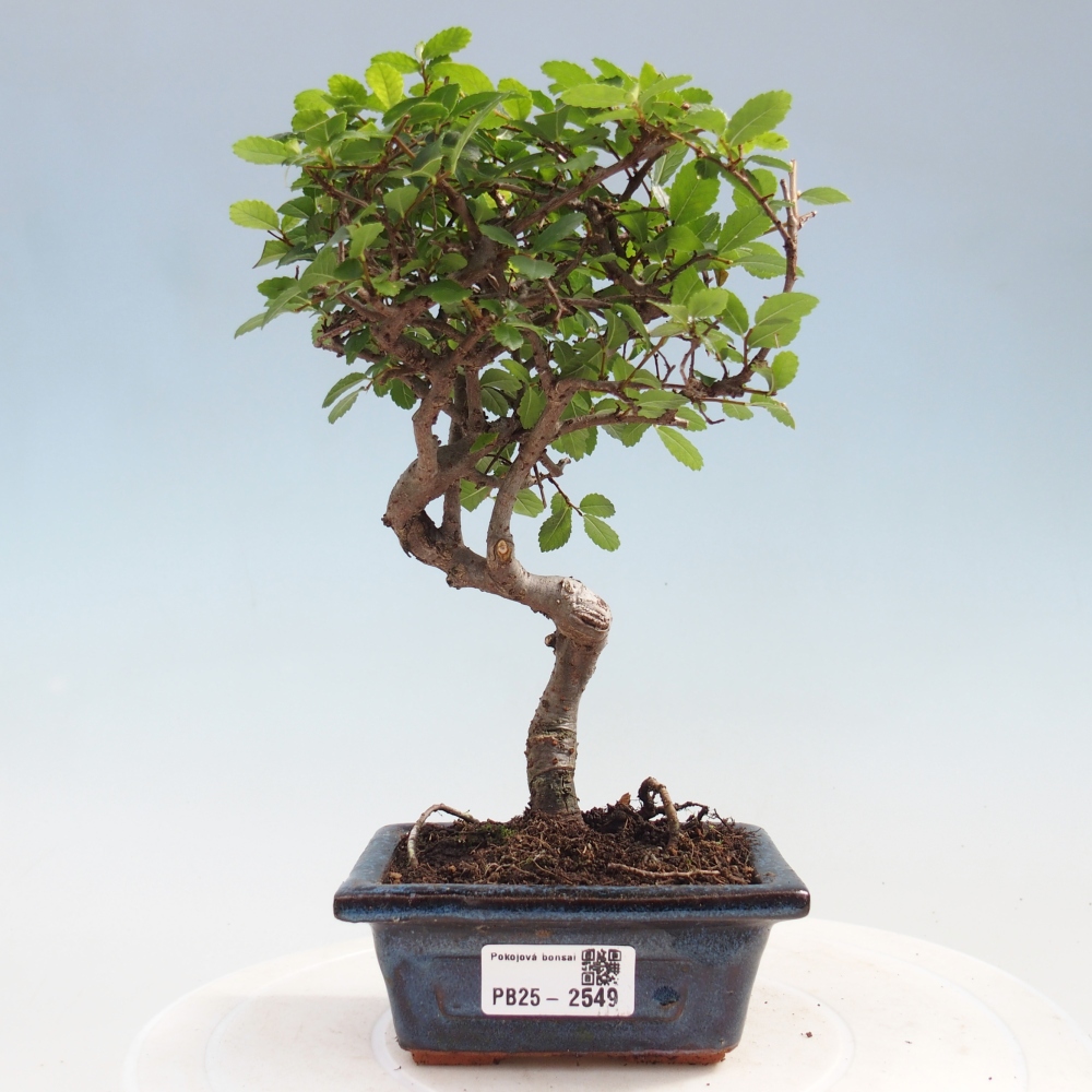 Indoor Bonsai - Ulmus parvifolia - Kleine Blattulme