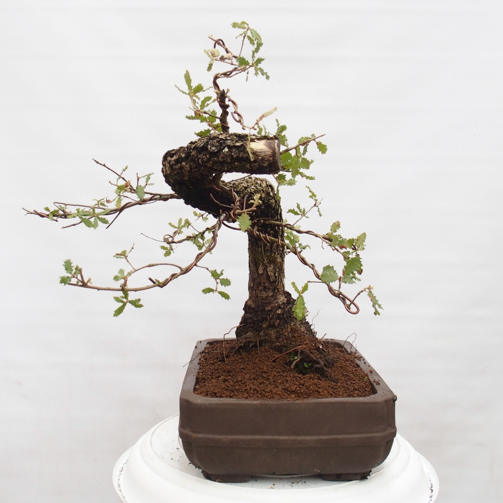 Yamadori - Quercus Ilex - Steineiche