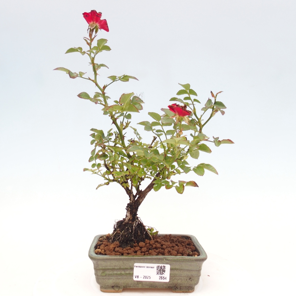Freilandbonsai - Rosa Kordes -  Rose