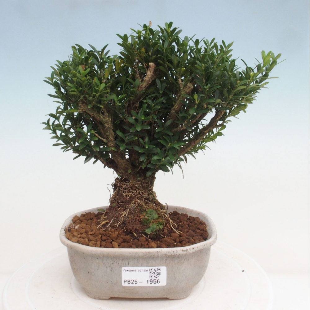 Zimmerbonsai - Buxus harlandii - Korkbuchsbaum