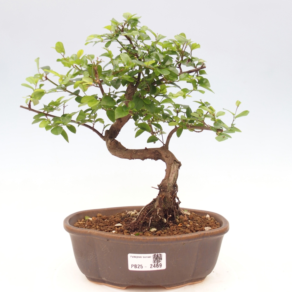 Zimmerbonsai - Sagerécie thea - Sagerécie thea