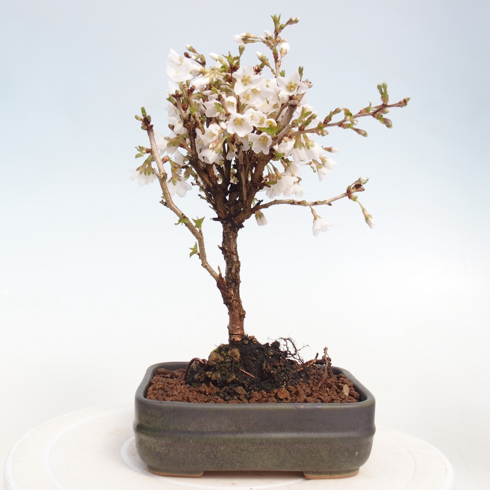 Bonsai für draußen - Prunus incisa Kojou-no mai-Plivon ausgeschnitten