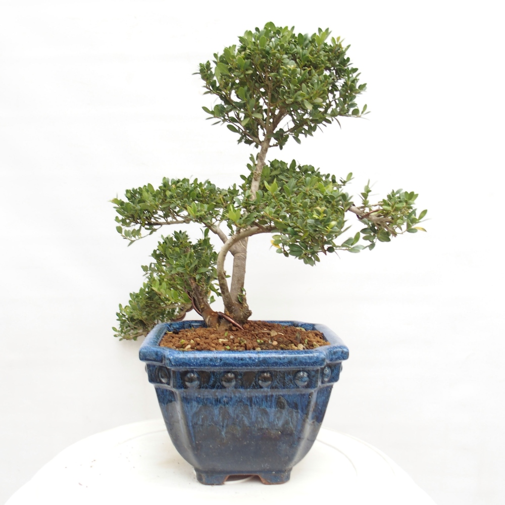 Zimmerbonsai - Ilex crenata - Holly