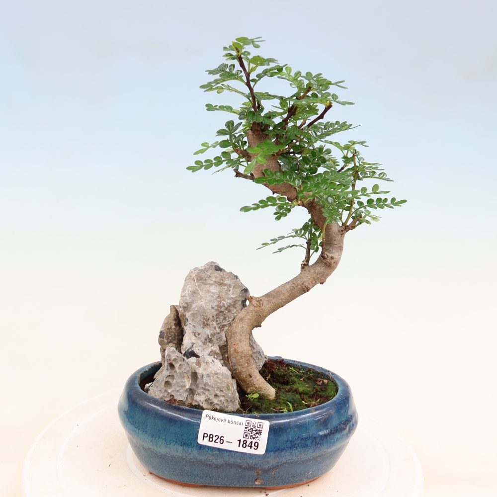Zimmer Bonsai - Zantoxylum piperitum - Pfefferbaum