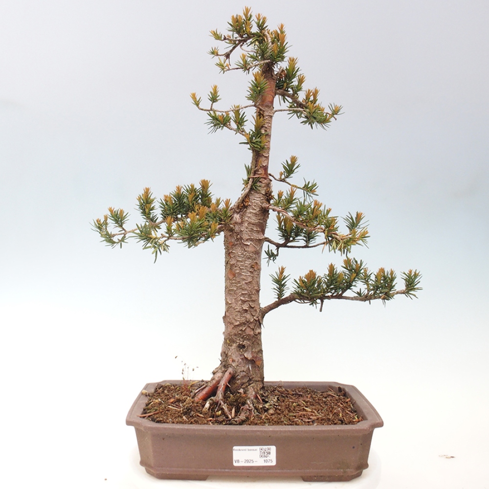 Bonsai im Freien - Taxus cuspidata - Japanische Eibe