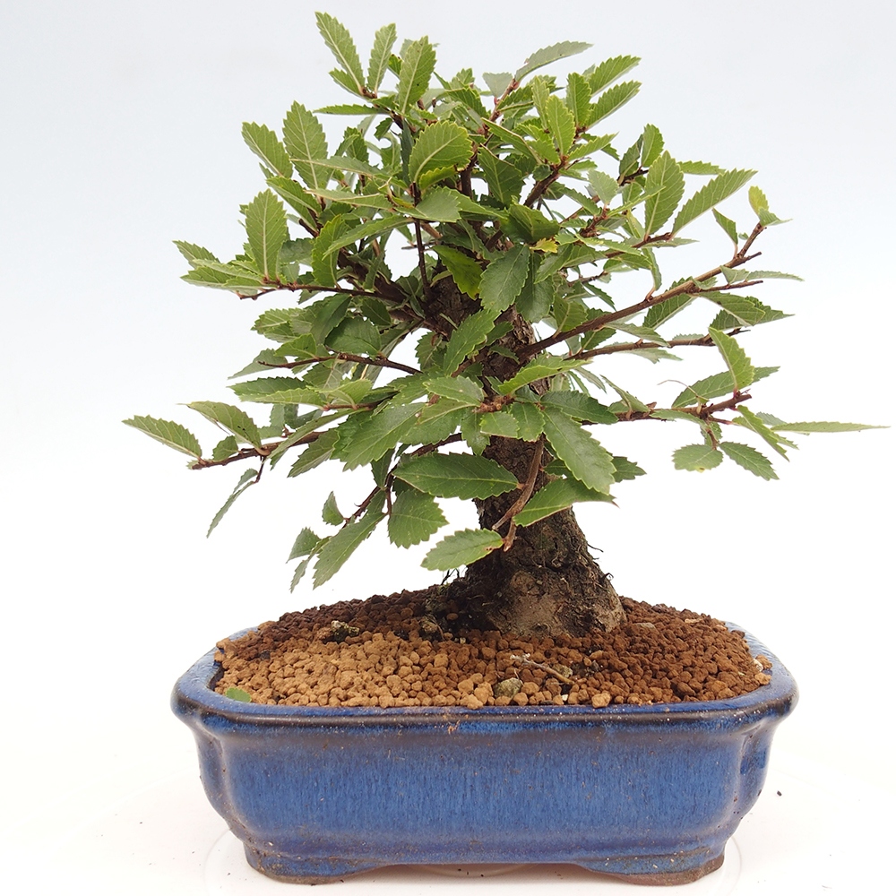 Bonsai im Freien - Zelkova - Zelkova NIRE