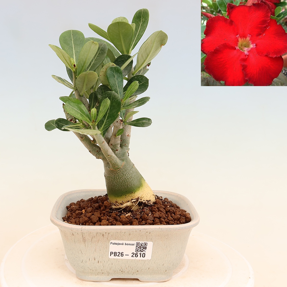 Zimmerbonsai – Adenium obesum „Red Star“ – Wüstenrose