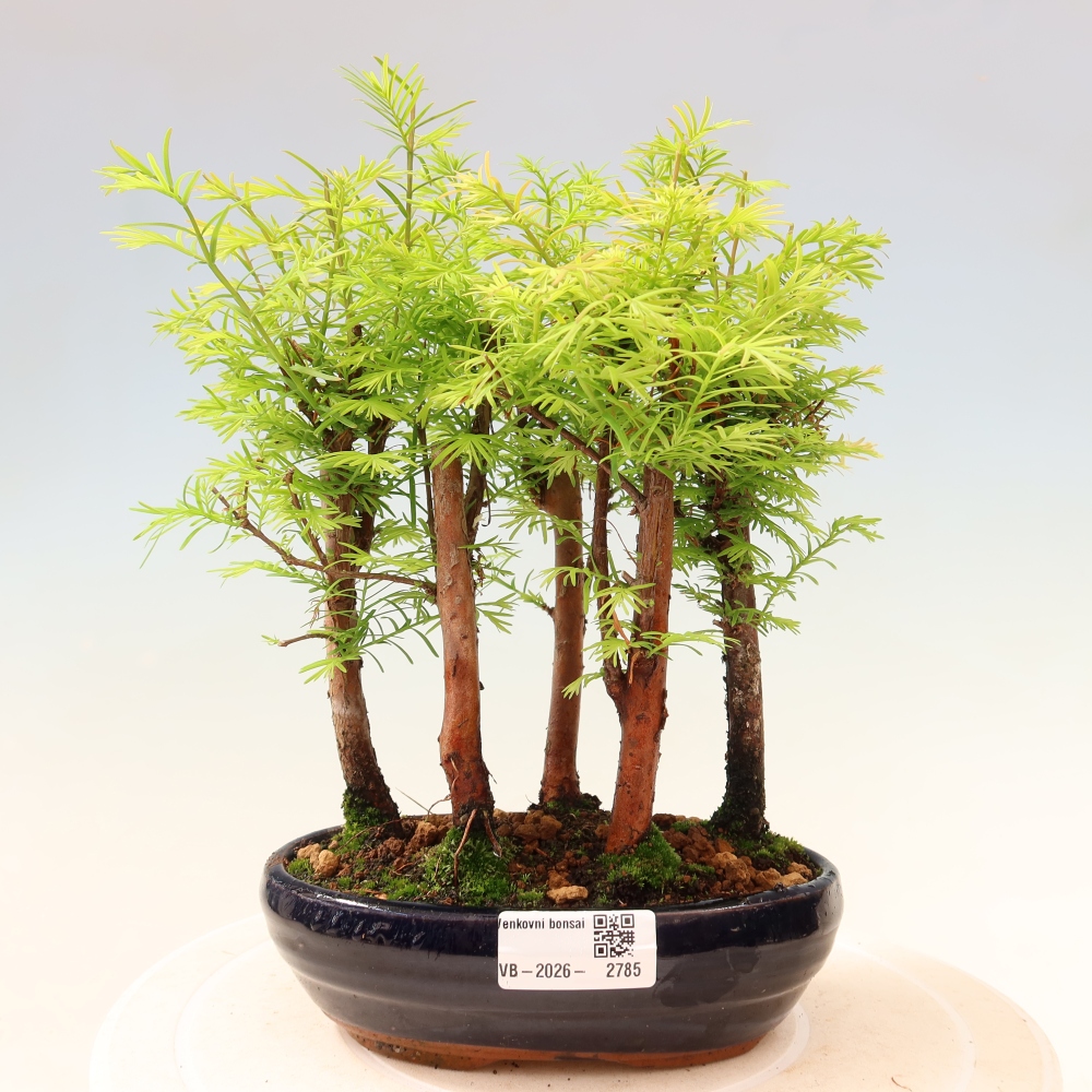 Bonsai für den Außenbereich – Metasequoia glyptostroboides – Chinesische Metasequoia – Wäldchen