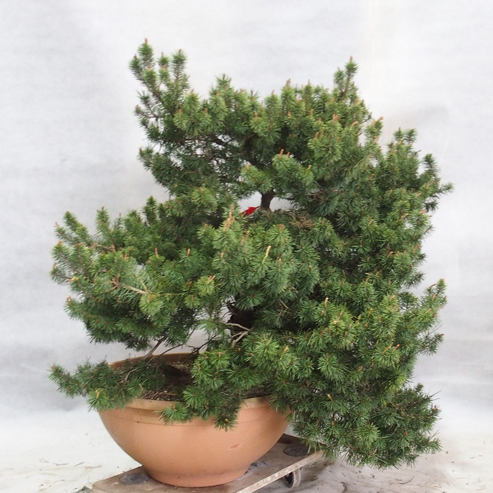 Yamadori - Pinus sylvestris 