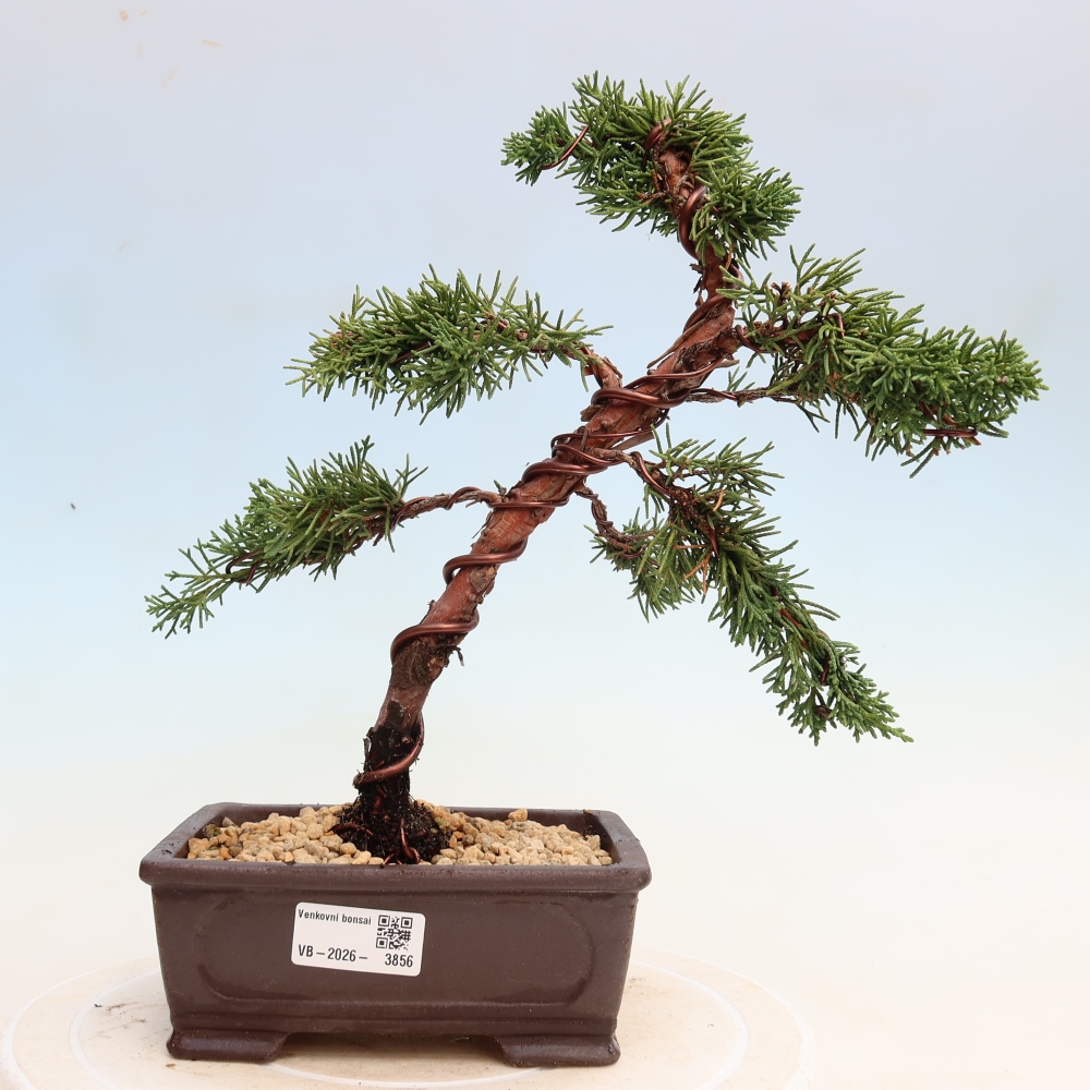 Bonsai für draußen - Juniperus chinensis Kishu