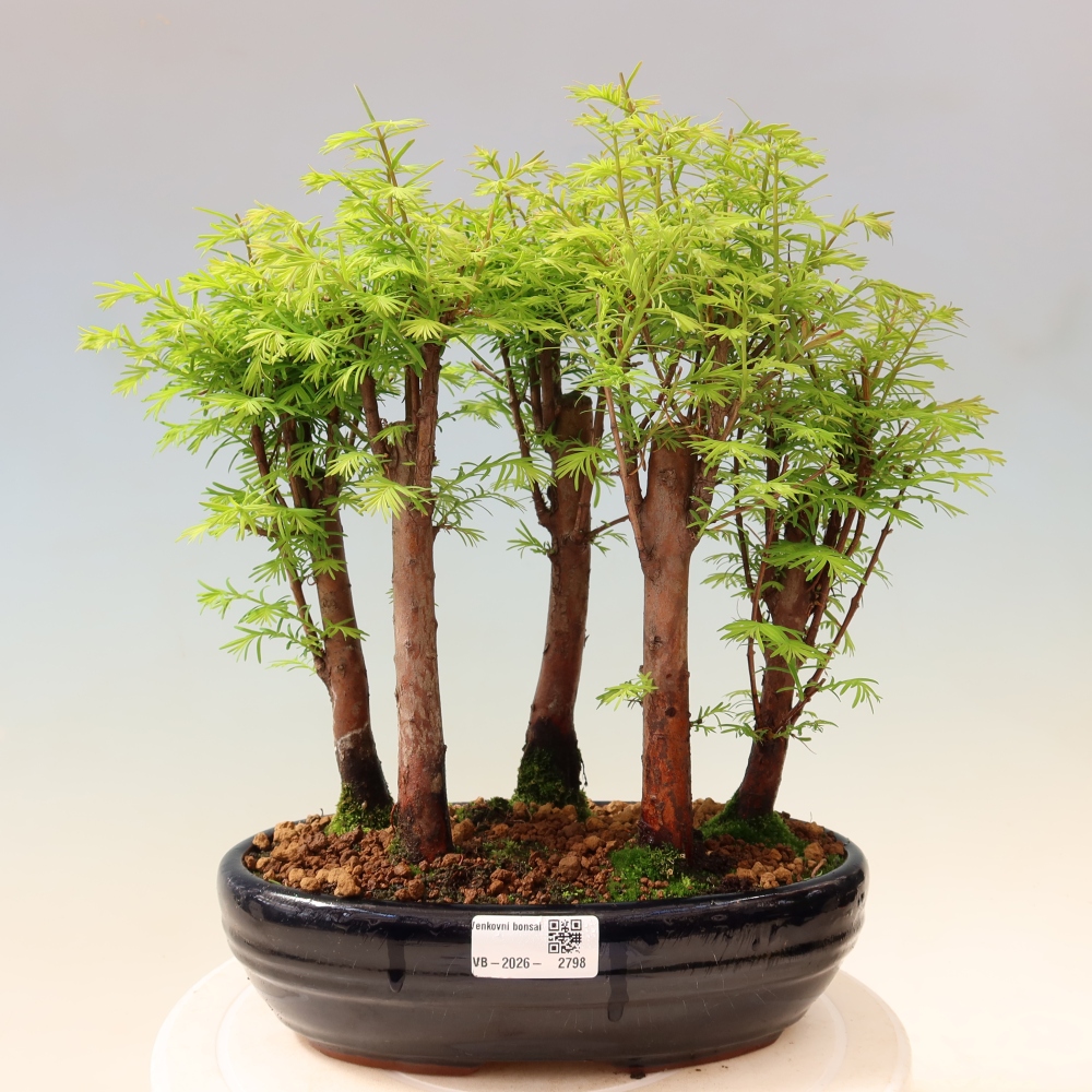 Bonsai für den Außenbereich – Metasequoia glyptostroboides – Chinesische Metasequoia – Wäldchen