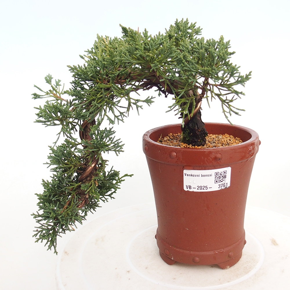 Bonsai für draußen - Juniperus chinensis Kishu