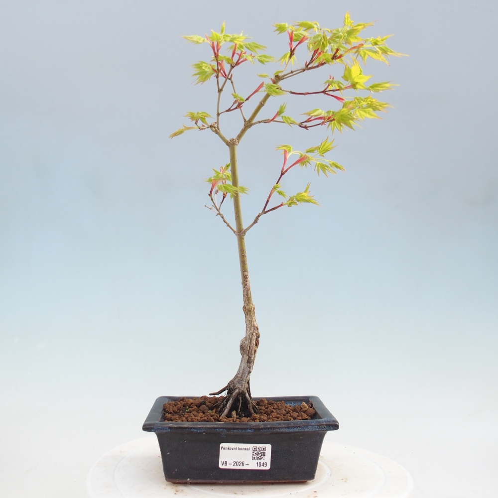 Acer palmatum Aureum - Goldahorn