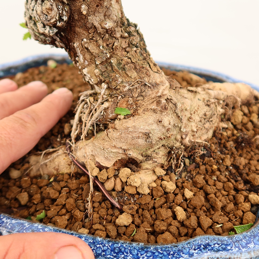 Bonsai im Freien - Zelkova - Zelkova NIRE