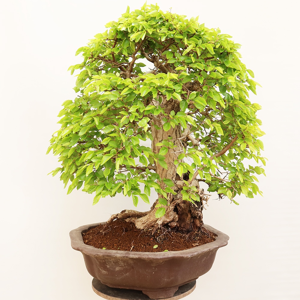 Bonsai im Freien - Carpinus Coreana - Koreanische Hainbuche
