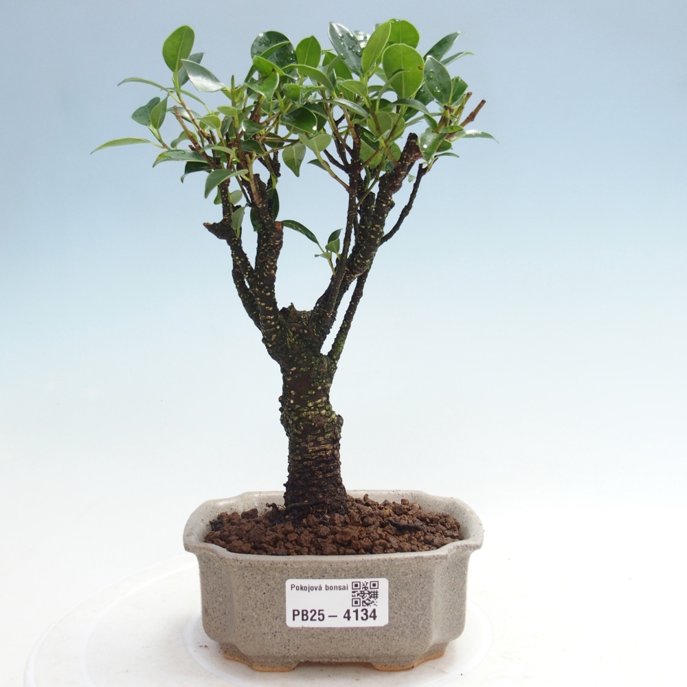 Zimmer Bonsai Ficus retusa kimmen