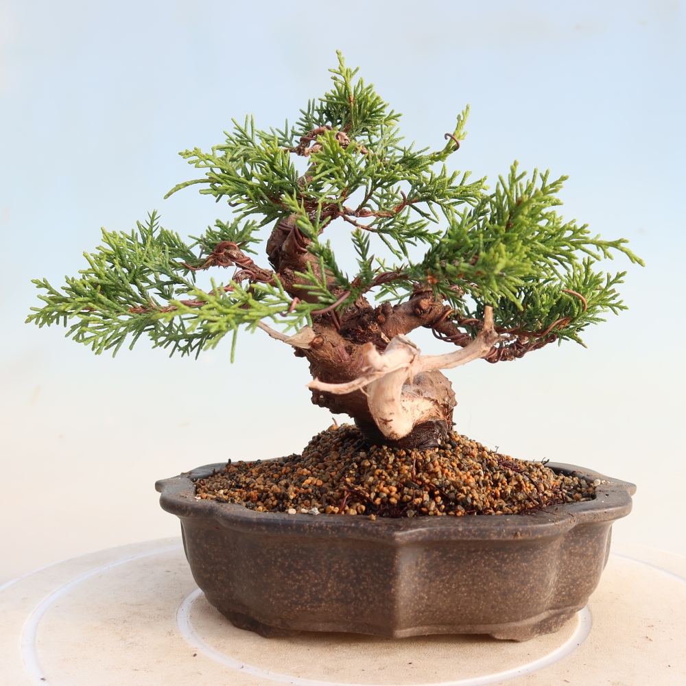 Outdoor bonsai - Juniperus chinensis Itoigawa - Chinese juniper